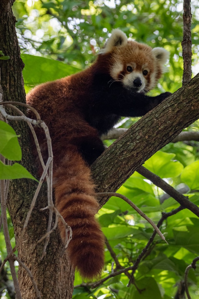 red panda